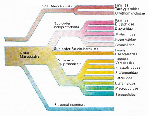 Branches of the monotremes
