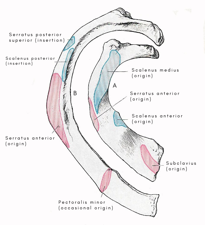 Muscle attachments to the upper surface of the first rib and the outer surface of the second rib.