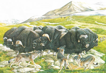 musk oxen phalanx