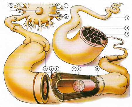 Detailed structure of a nerve cell