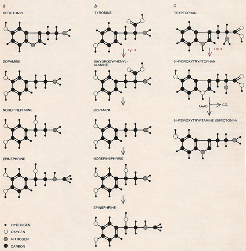 neurotransmitters