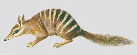 numbat