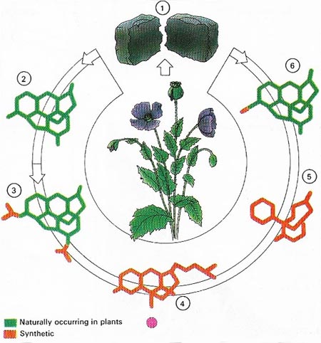 opium derivatives