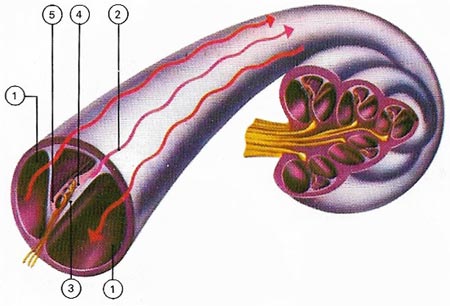 organ of Corti