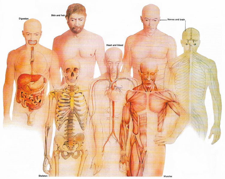 organ systems