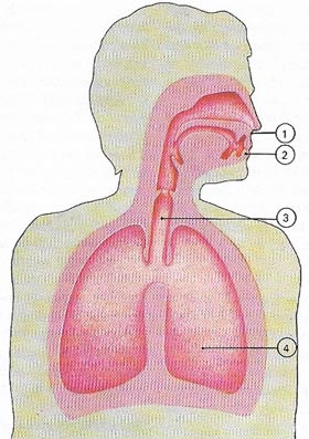 How oxygen reaches the lungs.