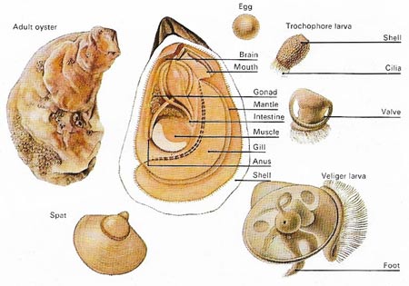 oyster anatomy