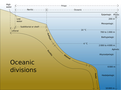 pelagic zone