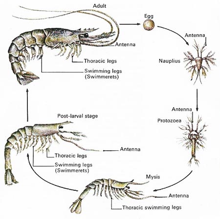prawn life cycle