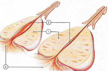 prostate gland