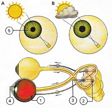 pupil size