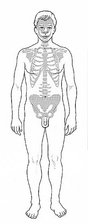 Sites of red bone marrow in adults