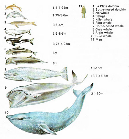 relative size of whales