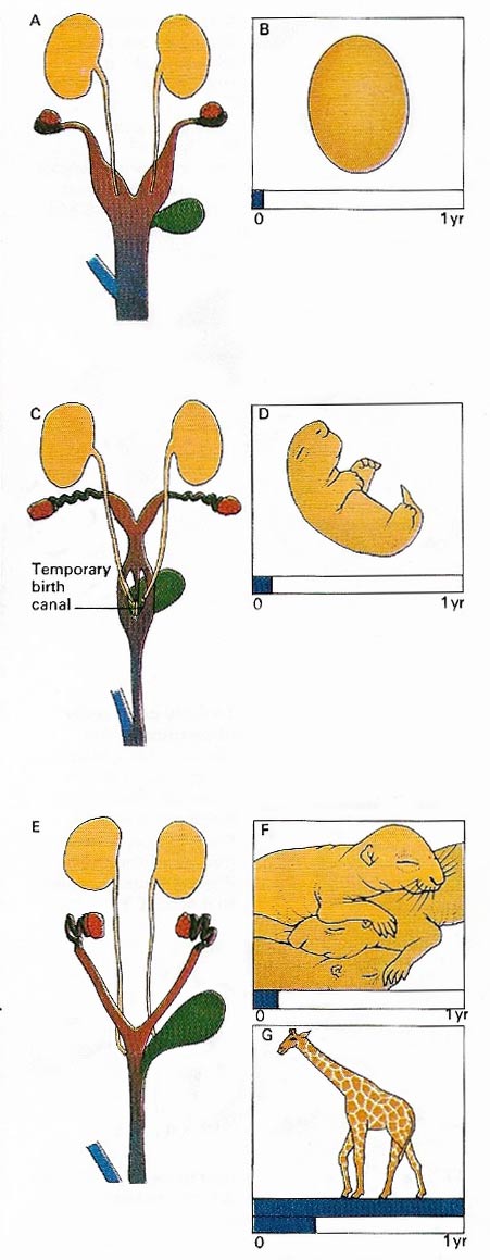 reproduction in mammls