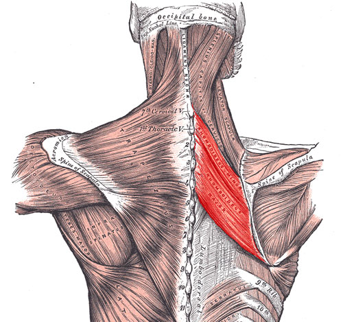 The rhomboideus minor and rhomboideus major