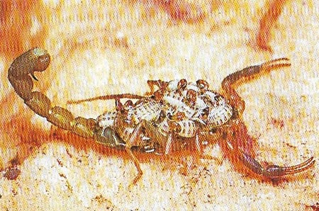scorpion carrying young