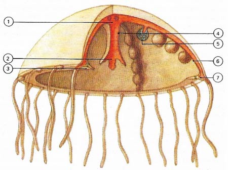 diagram of a scyphozoan jellyfish