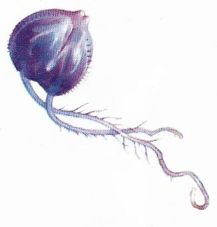 sea gooseberry