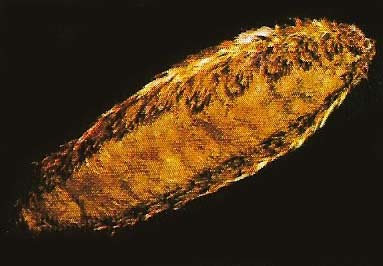 sea mouse