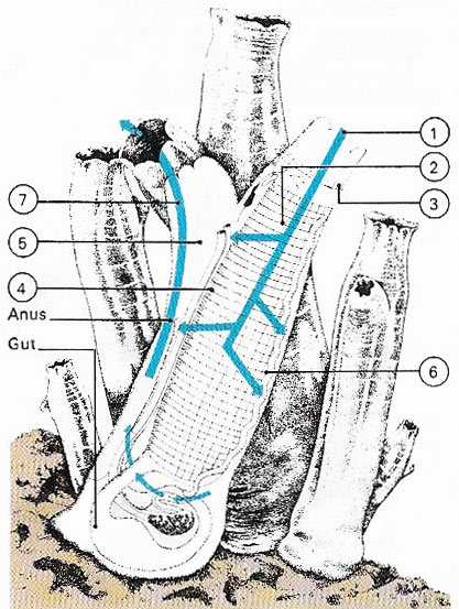 sea squirt anatomy