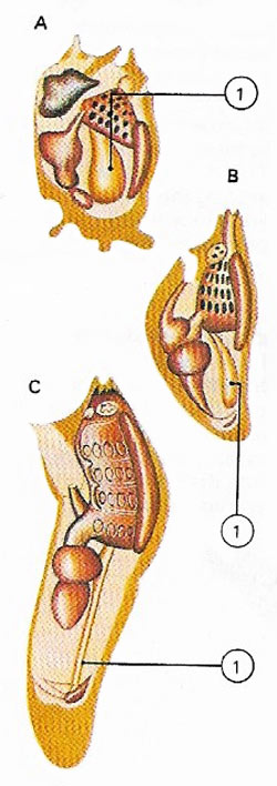 The adult sea squirt (C) is formed through metamorphosis of the 'tadpole' larva