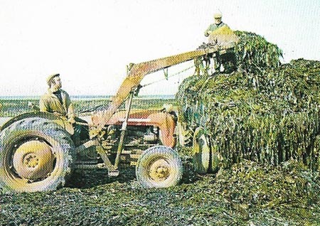 seaweed harvesting