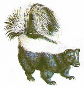 skunk