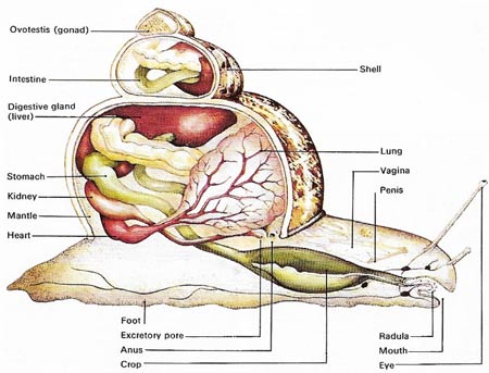 snail anatomy