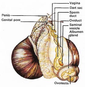 Some gastropods have separate sexes, but snails are hermaphrodite