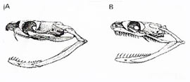 he fangs of the Indian cobra are at the front of its jaws, and well placed for delivering the venom. Back-fanged snakes such as the boiga generally have smaller fangs.