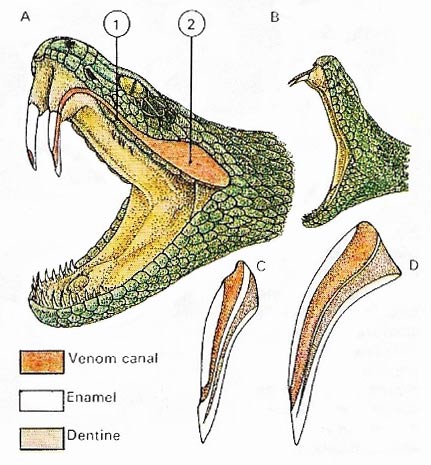 snake venom