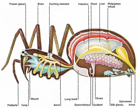 anatomy of the spider