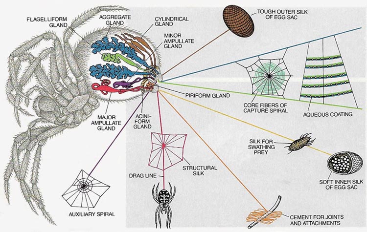 Different silks for different functions can be produced by the same spider