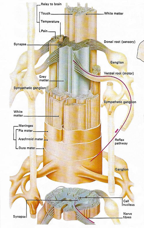 spinal cord