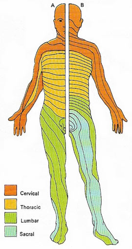 spinal nerves