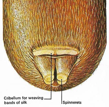 spinneret