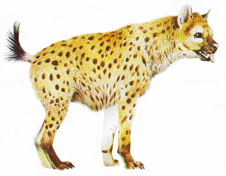 spotted hyena