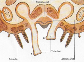 starship tube-feet