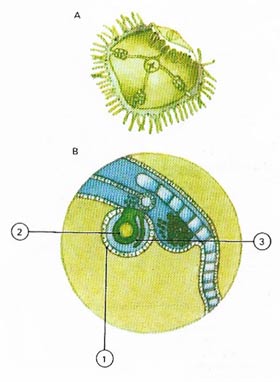 statocyst