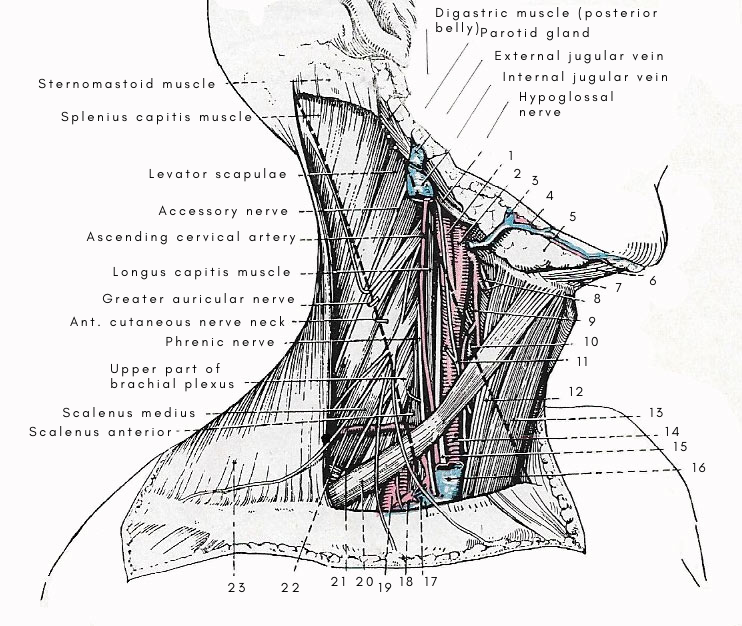 Structures under cover of the sternomastoid.