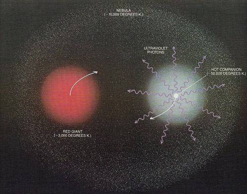 Model of a symbiotic star.