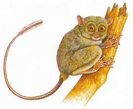 Philipine tarsier