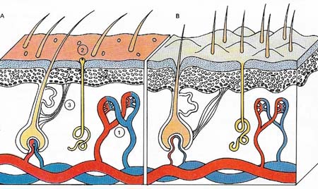 thermoregulation of the skin