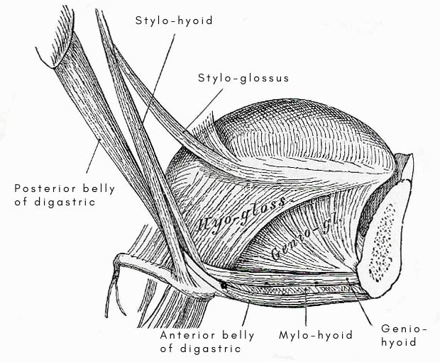 Extrinsic muscles of the tongue