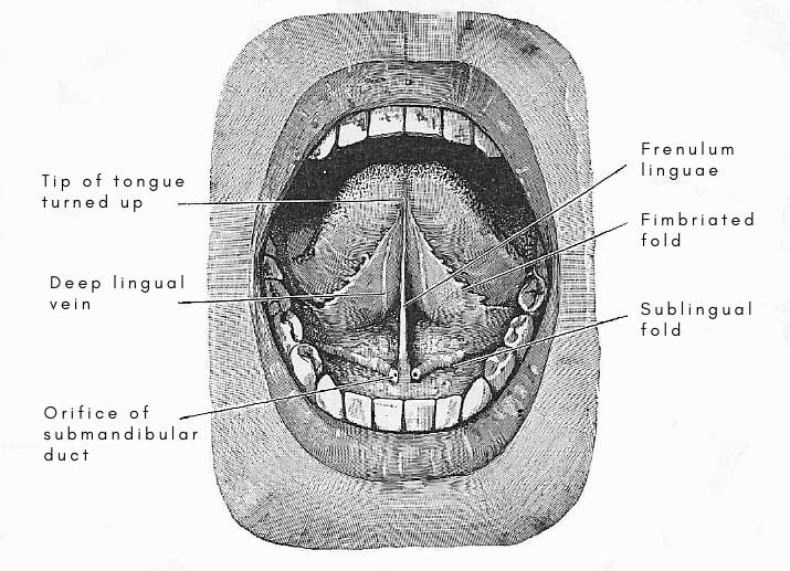 lower surface of the tongue