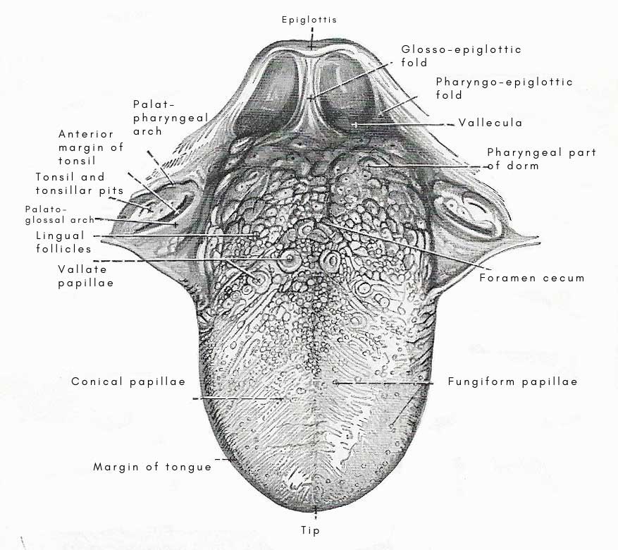 microscopic view of the surface of the tongue