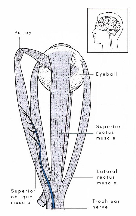 trochlear nerve