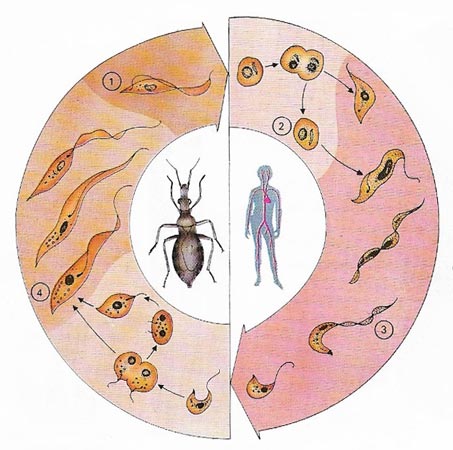 trypanosome infection