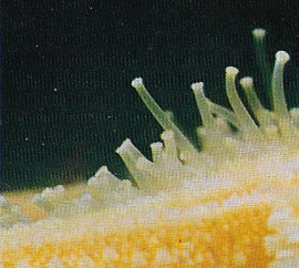 tube-feet of sea urchin