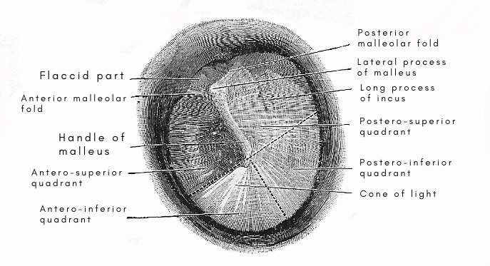 Left tympanic membrane